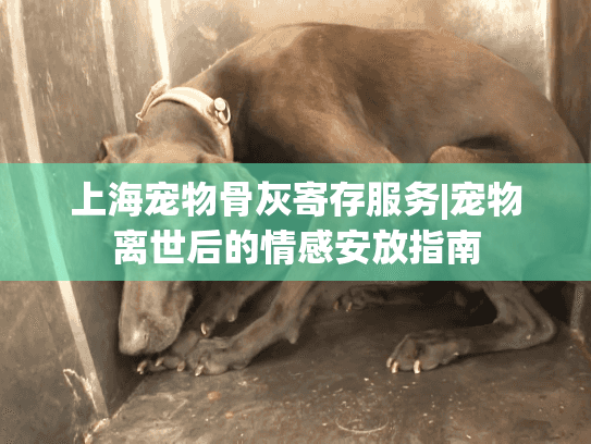 上海宠物骨灰寄存服务|宠物离世后的情感安放指南