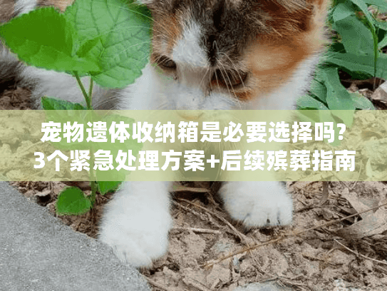 宠物遗体收纳箱是必要选择吗?3个紧急处理方案+后续殡葬指南