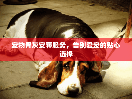 宠物骨灰安葬服务，告别爱宠的贴心选择