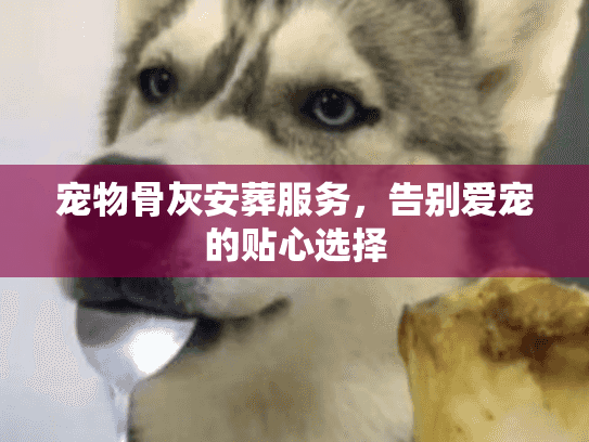 宠物骨灰安葬服务，告别爱宠的贴心选择