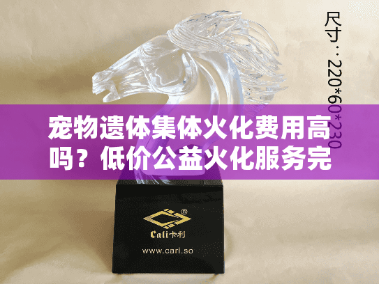 宠物遗体集体火化费用高吗？低价公益火化服务完整指南