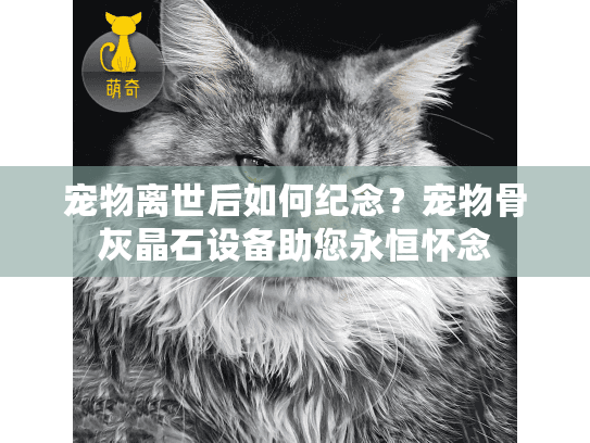 宠物离世后如何纪念？宠物骨灰晶石设备助您永恒怀念