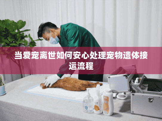 当爱宠离世如何安心处理宠物遗体接运流程