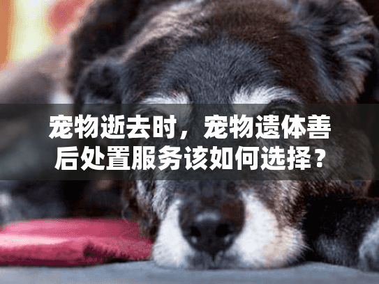 宠物逝去时，宠物遗体善后处置服务该如何选择？