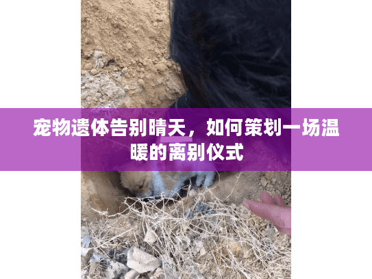 宠物遗体告别晴天，如何策划一场温暖的离别仪式