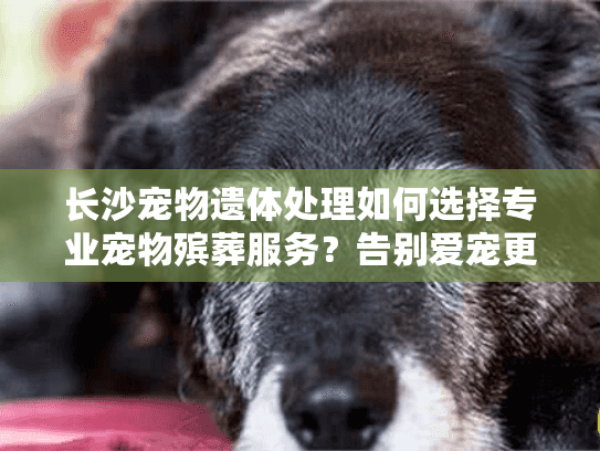 长沙宠物遗体处理如何选择专业宠物殡葬服务？告别爱宠更安心