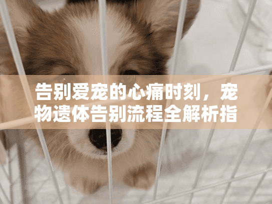 告别爱宠的心痛时刻，宠物遗体告别流程全解析指南