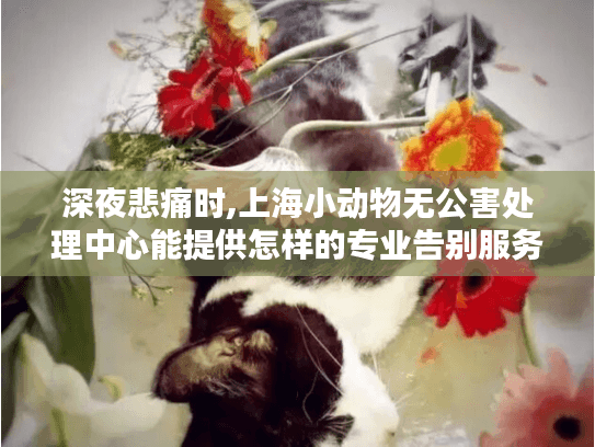 深夜悲痛时,上海小动物无公害处理中心能提供怎样的专业告别服务?