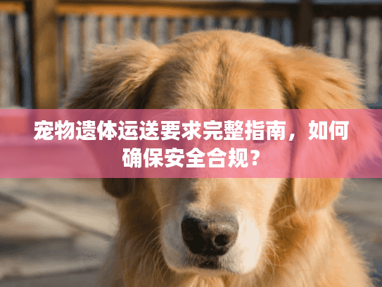 宠物遗体运送要求完整指南，如何确保安全合规？