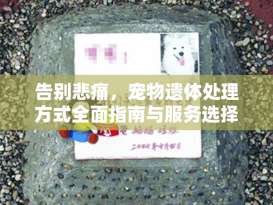 告别悲痛，宠物遗体处理方式全面指南与服务选择