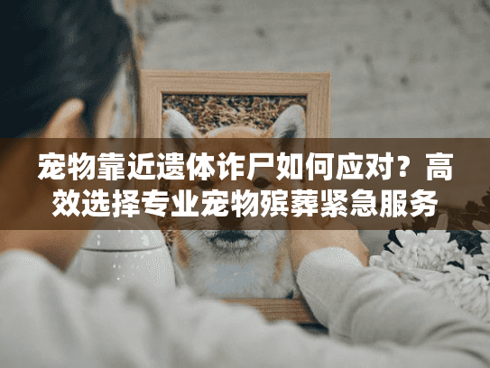 宠物靠近遗体诈尸如何应对？高效选择专业宠物殡葬紧急服务