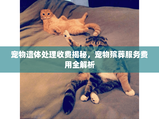 宠物遗体处理收费揭秘，宠物殡葬服务费用全解析