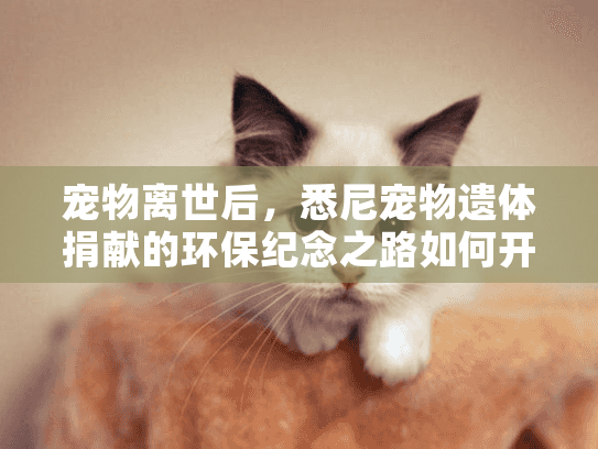宠物离世后，悉尼宠物遗体捐献的环保纪念之路如何开启？