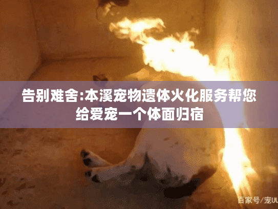 告别难舍:本溪宠物遗体火化服务帮您给爱宠一个体面归宿