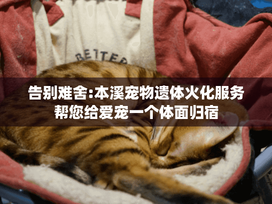 告别难舍:本溪宠物遗体火化服务帮您给爱宠一个体面归宿