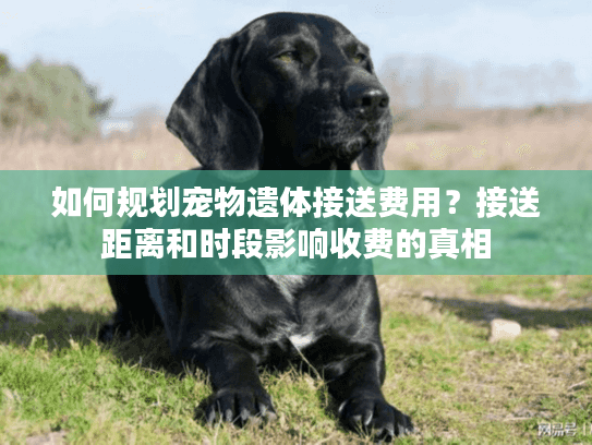 如何规划宠物遗体接送费用？接送距离和时段影响收费的真相