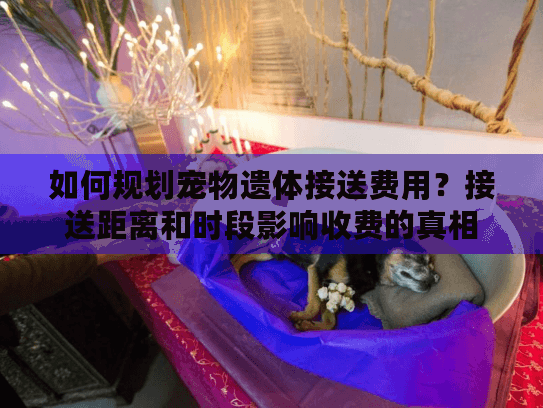 如何规划宠物遗体接送费用？接送距离和时段影响收费的真相