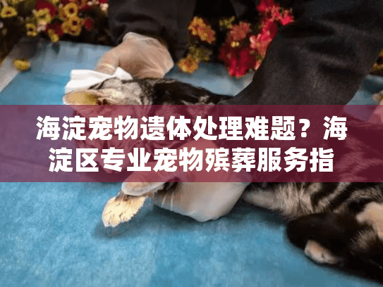 海淀宠物遗体处理难题？海淀区专业宠物殡葬服务指南来帮忙！