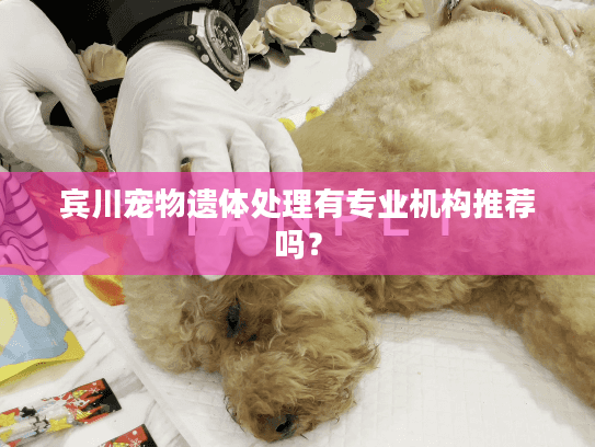 宾川宠物遗体处理有专业机构推荐吗？