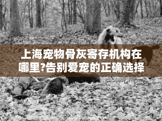 上海宠物骨灰寄存机构在哪里?告别爱宠的正确选择