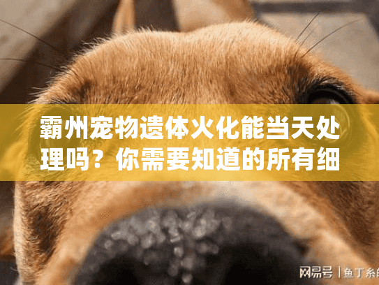 霸州宠物遗体火化能当天处理吗?你需要知道的所有细节 霸州宠物遗体火化能当天处理吗?你需要知道的所有细节