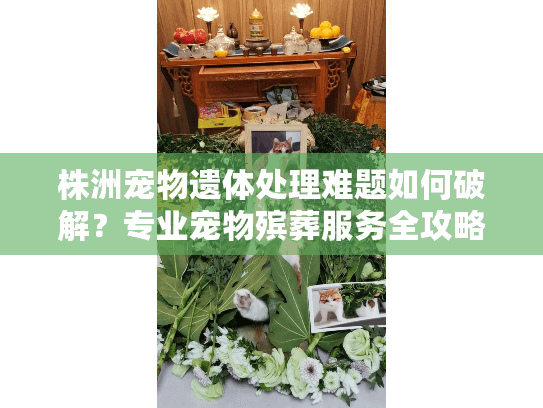 株洲宠物遗体处理难题如何破解？专业宠物殡葬服务全攻略