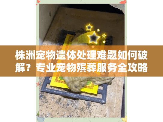 株洲宠物遗体处理难题如何破解？专业宠物殡葬服务全攻略