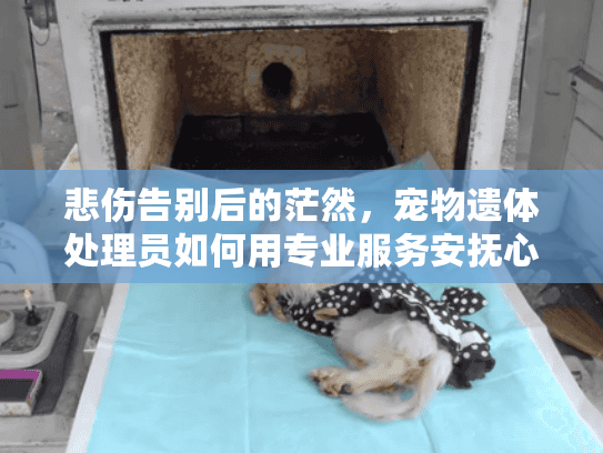 悲伤告别后的茫然，宠物遗体处理员如何用专业服务安抚心碎时刻？