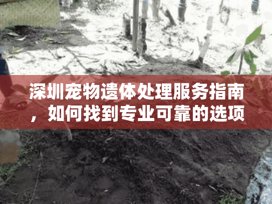 深圳宠物遗体处理服务指南，如何找到专业可靠的选项？