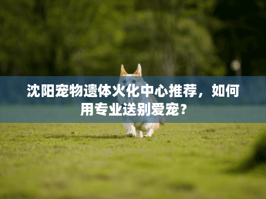 沈阳宠物遗体火化中心推荐,如何用专业送别爱宠? 沈阳宠物遗体火化中心推荐,如何用专业送别爱宠?