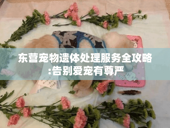 东营宠物遗体处理服务全攻略:告别爱宠有尊严 东营宠物遗体处理服务全攻略:告别爱宠有尊严