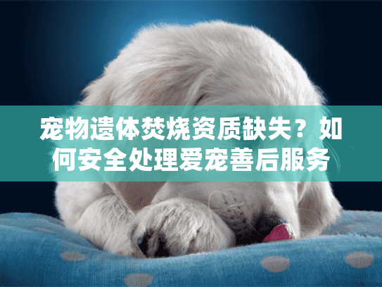宠物遗体焚烧资质缺失？如何安全处理爱宠善后服务
