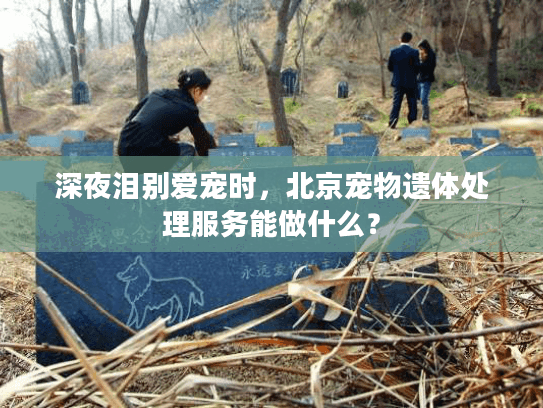 深夜泪别爱宠时，北京宠物遗体处理服务能做什么？