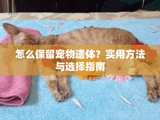 怎么保留宠物遗体？实用方法与选择指南