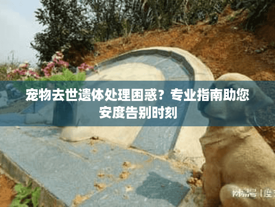 宠物去世遗体处理困惑？专业指南助您安度告别时刻