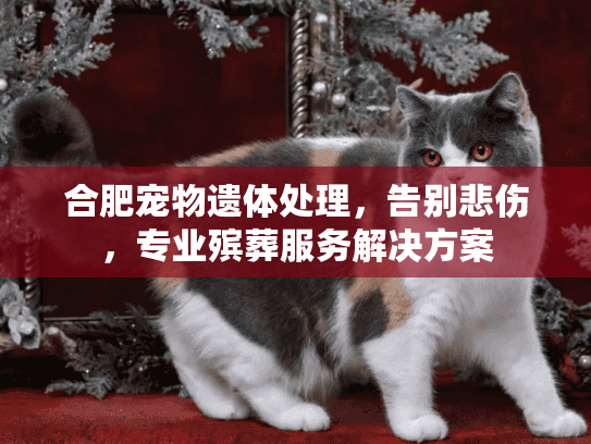 合肥宠物遗体处理，告别悲伤，专业殡葬服务解决方案