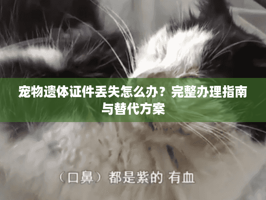 宠物遗体证件丢失怎么办？完整办理指南与替代方案