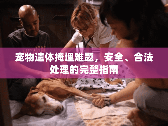 宠物遗体掩埋难题，安全、合法处理的完整指南