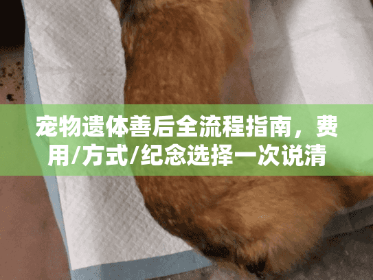 宠物遗体善后全流程指南，费用/方式/纪念选择一次说清