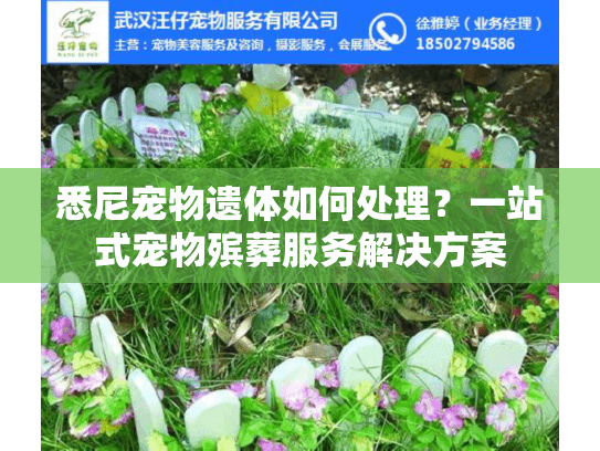 悉尼宠物遗体如何处理？一站式宠物殡葬服务解决方案