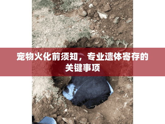 宠物火化前须知，专业遗体寄存的关键事项