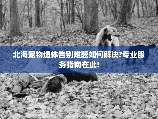 北海宠物遗体告别难题如何解决?专业服务指南在此!