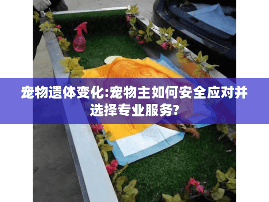 宠物遗体变化:宠物主如何安全应对并选择专业服务?