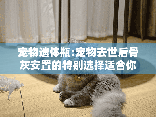 宠物遗体瓶:宠物去世后骨灰安置的特别选择适合你吗?