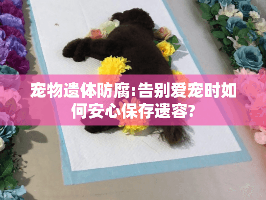 宠物遗体防腐:告别爱宠时如何安心保存遗容?