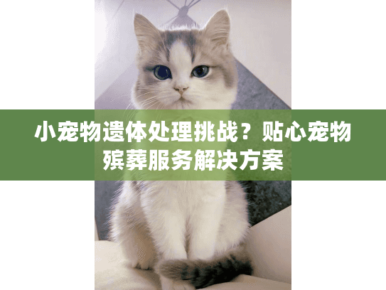 小宠物遗体处理挑战？贴心宠物殡葬服务解决方案