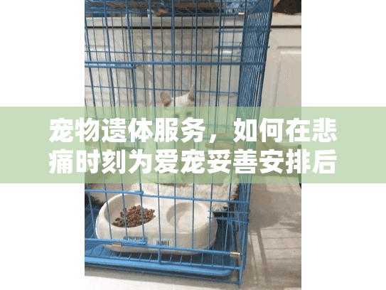 宠物遗体服务，如何在悲痛时刻为爱宠妥善安排后事？