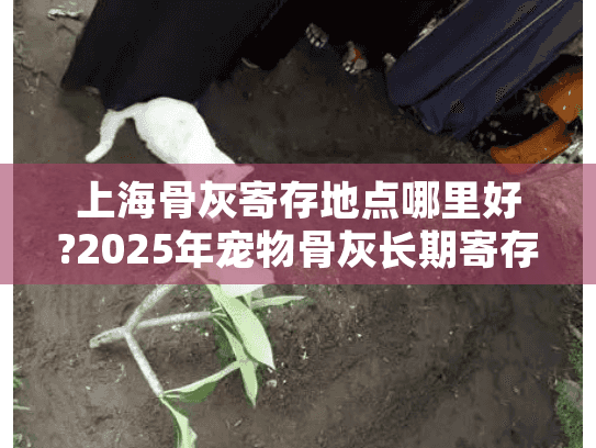 上海骨灰寄存地点哪里好?2025年宠物骨灰长期寄存详细指南