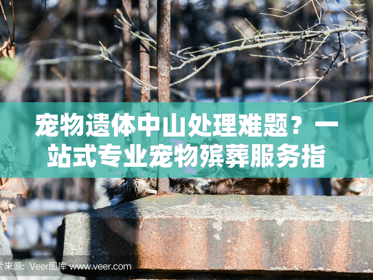 宠物遗体中山处理难题？一站式专业宠物殡葬服务指南