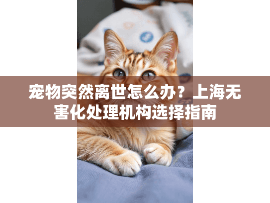 宠物突然离世怎么办？上海无害化处理机构选择指南